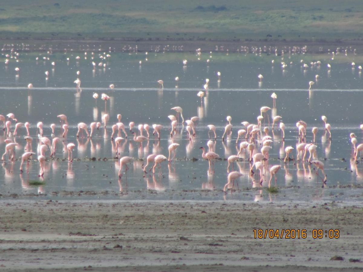 Kiboko Lodge Usa River Eksteriør billede